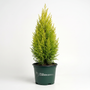 Mature Gold Rider Leyland Cypress with an upright pyramidal evergreen form, dense branching, and glowing golden foliage