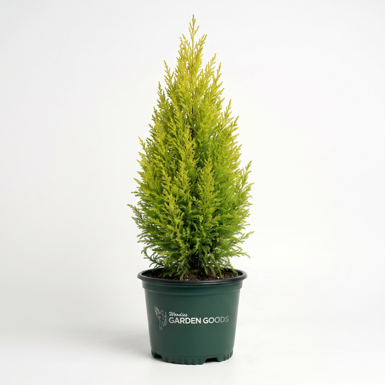 Mature Gold Rider Leyland Cypress with an upright pyramidal evergreen form, dense branching, and glowing golden foliage