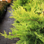 Gold Rider Leyland Cypress Tree yellow and green foliage