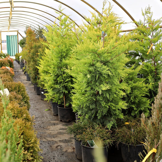 Gold Rider Leyland Cypress Trees for Sale | Garden Goods Direct