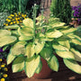 Gold Standard Hosta growing in a large shaded container with companion perennials