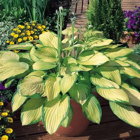 Gold Standard Hosta growing in a large shaded container with companion perennials