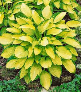 Gold Standard Hosta