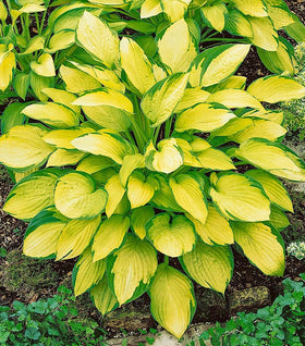 Gold Standard Hosta
