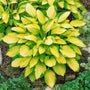 Gold Standard Hosta with golden yellow leaves and green margins in a shaded garden bed