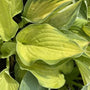 Hosta Gold Standard with chartreuse gold foliage growing in a woodland shade garden