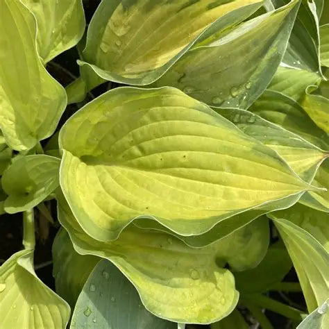 Hosta Gold Standard with chartreuse gold foliage growing in a woodland shade garden