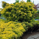 Evergreen Gold Star juniper bushes with gold and green foliage