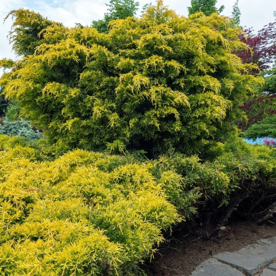Evergreen Gold Star juniper bushes with gold and green foliage