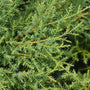 close up of golden green evergreen foliage on gold star juniper