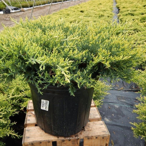 gallon pot of gold star plants