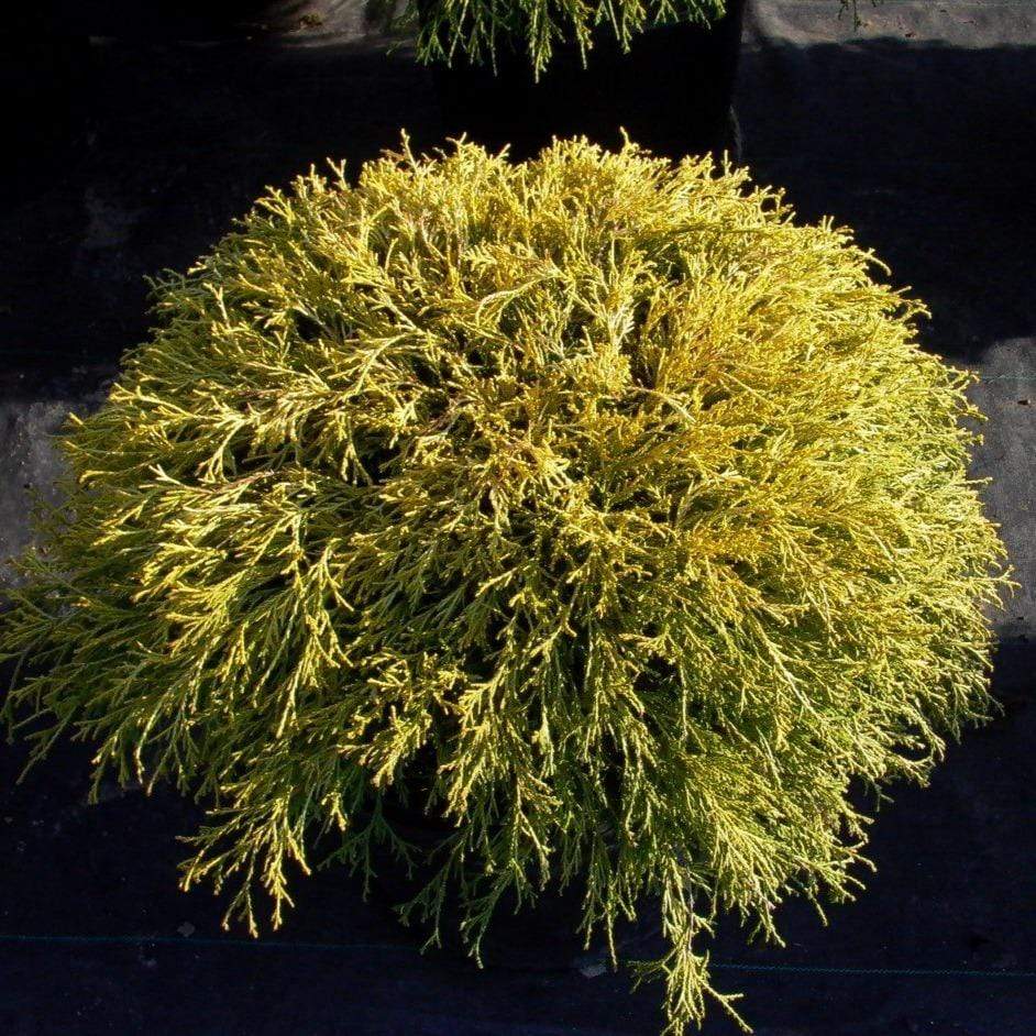 Gold Thread Cypress Bushes Lemon Thread False Cypress