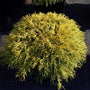 Cypress Gold Thread Evergreen Shrub with Yellow Foliage