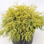 Cypress Gold Thread Evergreen Shrub in Planter