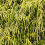 Cypress Gold Thread Evergreen Shrub Close up of Yellow Foliage