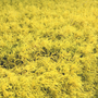 Cypress Gold Thread Evergreen Shrub Close up of Yellow Foliage