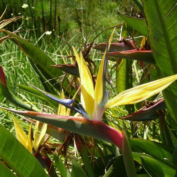 Buy Golden Bird of Paradise Plants Online