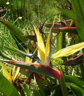 Golden Bird of Paradise Plants