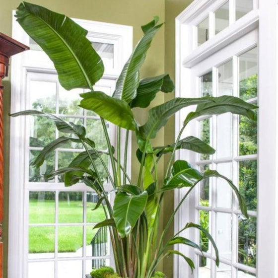 indoor plant paradise Golden Bird of Paradise Plants