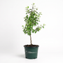 A small potted tree with green leaves and a brown trunk, planted in a dark green nursery pot with the text 'The Planting Garden Goods' printed on the side, set against a plain white background.