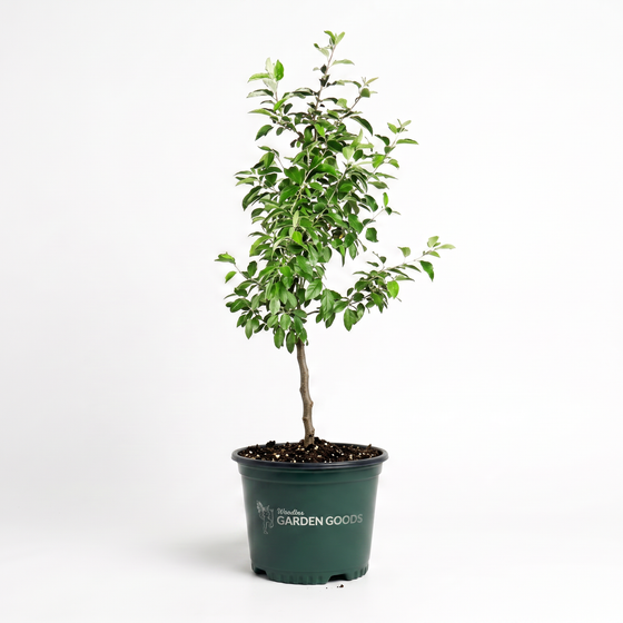A small potted tree with green leaves and a brown trunk, planted in a dark green nursery pot with the text 'The Planting Garden Goods' printed on the side, set against a plain white background.