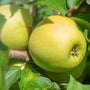 Golden Delicious Apples on the tree
