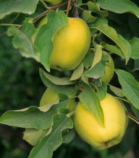 Golden Delicious Apple Tree