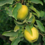Golden delicious apples ready to pick