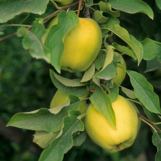 What Are Golden Delicious Apples: Information About Golden Delicious Apple  Trees