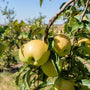 golden delicious apples have crinkled green leaves