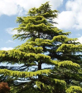Golden Deodar Cedar