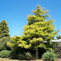 Golden Deodar Cedar Tree in a mixed landscape