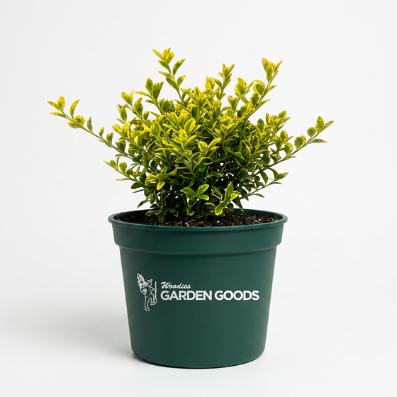 A small green leafy plant in a dark green nursery pot with the 'Woodies Garden Goods' logo printed in white on the front, set against a plain white background.