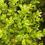 close look at the gold and green foliage of the golden dream boxwood