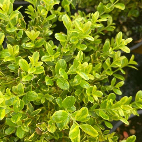 close look at the gold and green foliage of the golden dream boxwood
