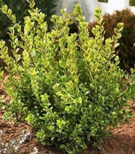 Golden Dream Boxwood