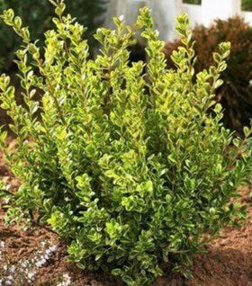 Golden Dream Boxwood
