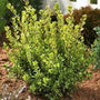 Golden Dream Boxwood Shrubs planted in a mulched garden with winter heather