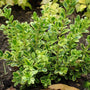 Golden Dream Boxwood Shrubs variegated light and dark green leaves