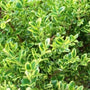 full green Golden Dream Boxwood Shrubs