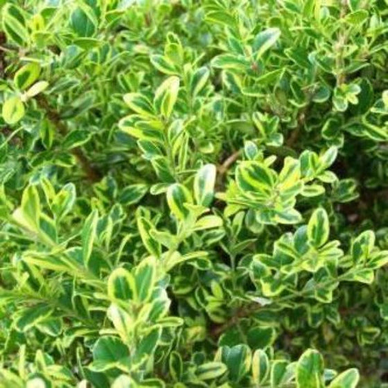 full green Golden Dream Boxwood Shrubs