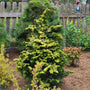 golden dwarf hinoki cypress  paired with other evergreen plants in the landscape