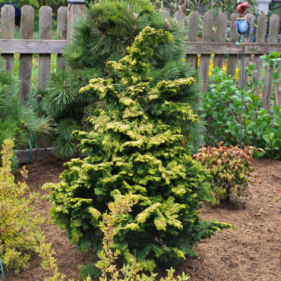 golden dwarf hinoki cypress  paired with other evergreen plants in the landscape