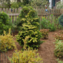 dwarf golden hinoki cypress serving as the focal point in an early spring landscape