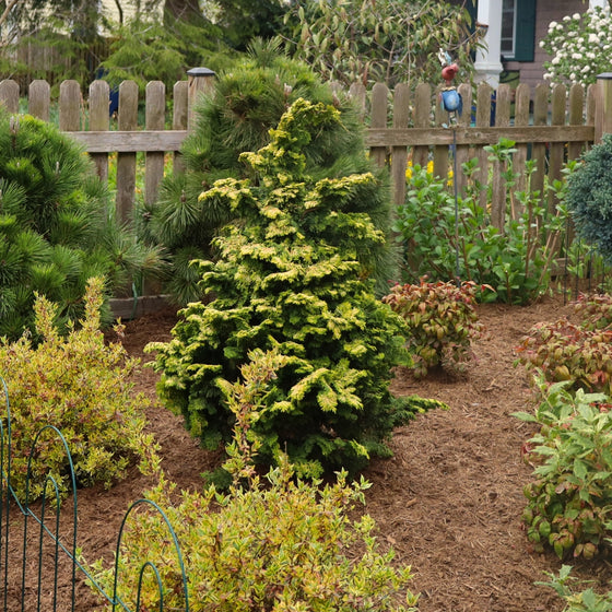 dwarf golden hinoki cypress serving as the focal point in an early spring landscape