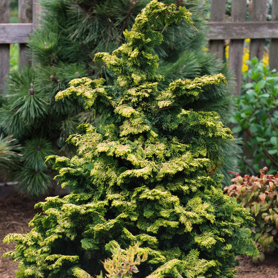 close up view of bright golden foliage on dwarf hinoki golden cypress