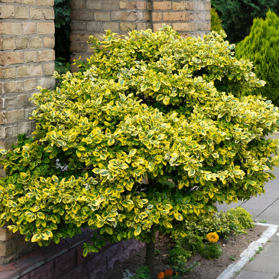 golden euonymus variegated evergreen shrub