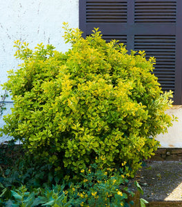 Golden Euonymus