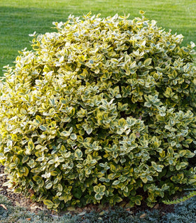 Golden Euonymus