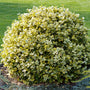 close up of rounded green and gold variegated golden euonymus shrub in the landscape